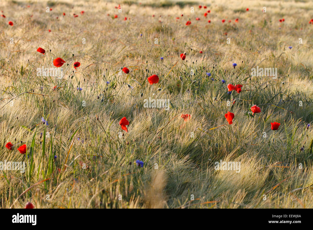 Mohn (Papaver Rhoeas) Blumen im Kornfeld, mittlere Elbe-Biosphärenreservat, Sachsen-Anhalt, Deutschland Stockfoto