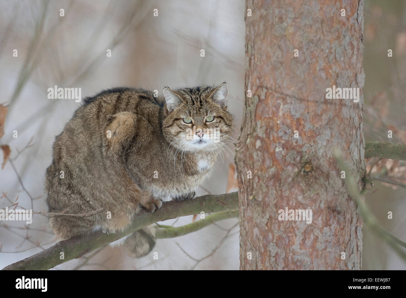 Wildkatze, Wildkatze, Wildkatze, Wild-Katze, Katze, Felis Silvestris, Chat Haret chat Sauvage Stockfoto
