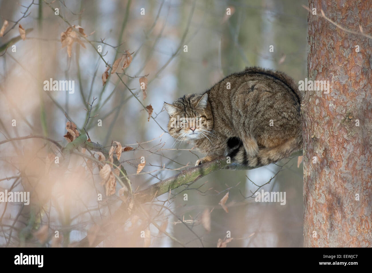 Wildkatze, Wildkatze, Wildkatze, Wild-Katze, Katze, Felis Silvestris, Chat Haret chat Sauvage Stockfoto