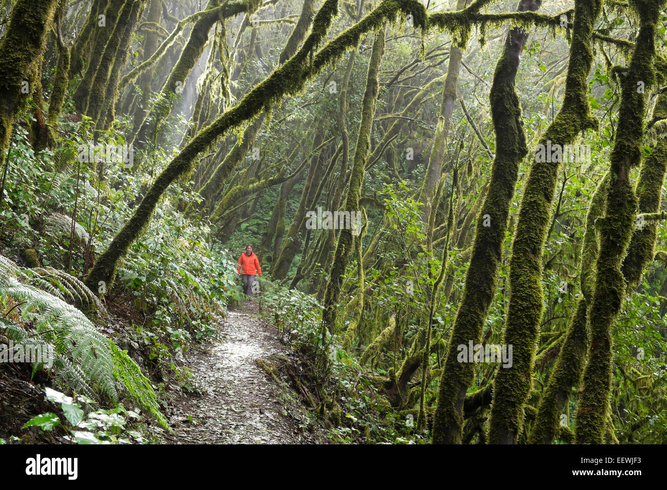 Wandern in den Nebelwald, Frau Wald, Lorbeer, Nationalpark Garajonay, La Gomera, Kanarische Inseln, Spanien Stockfoto