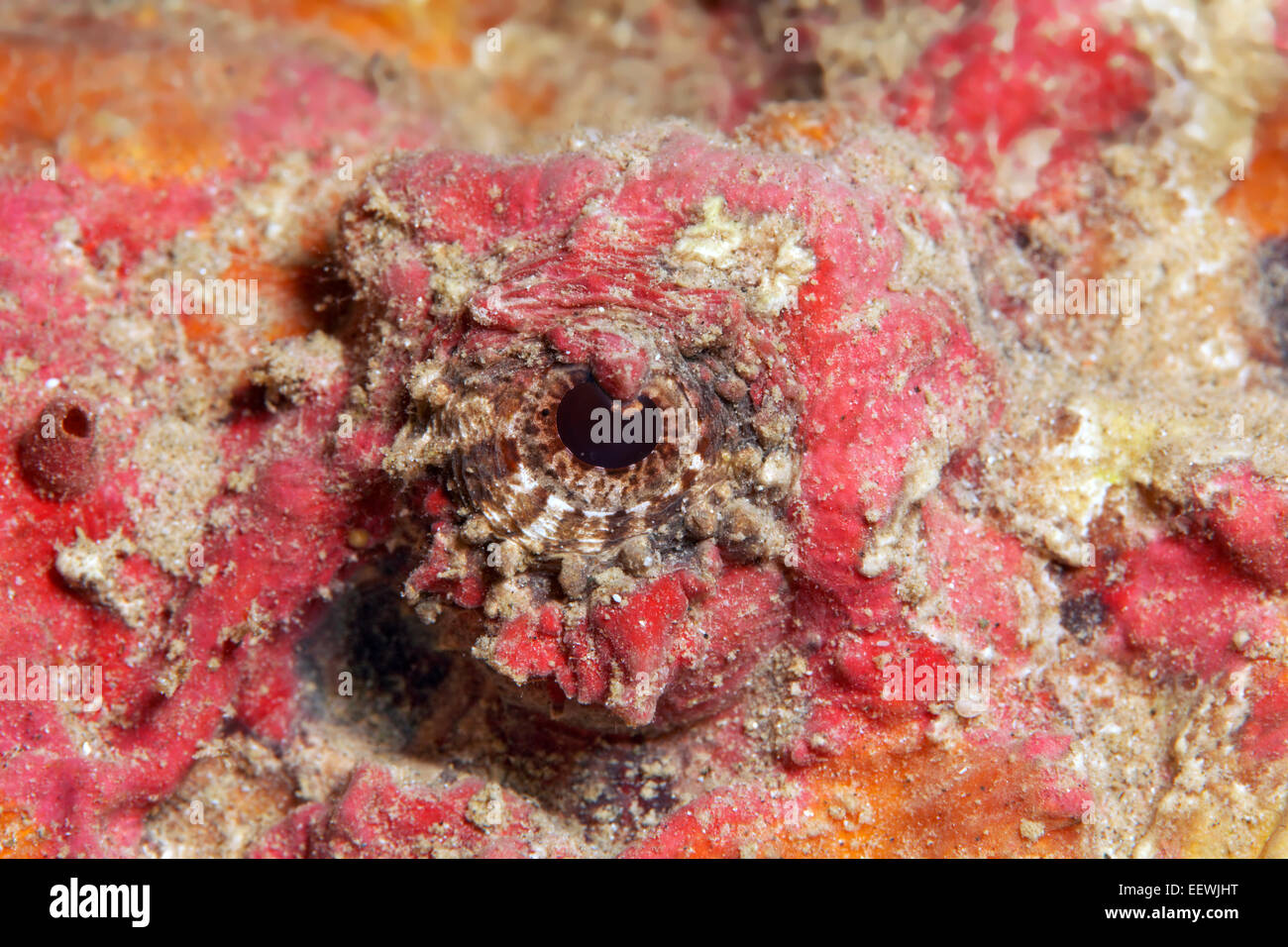 Steinfisch (Synanceia verzweigt), Detailansicht des Auges, Jordanien Stockfoto