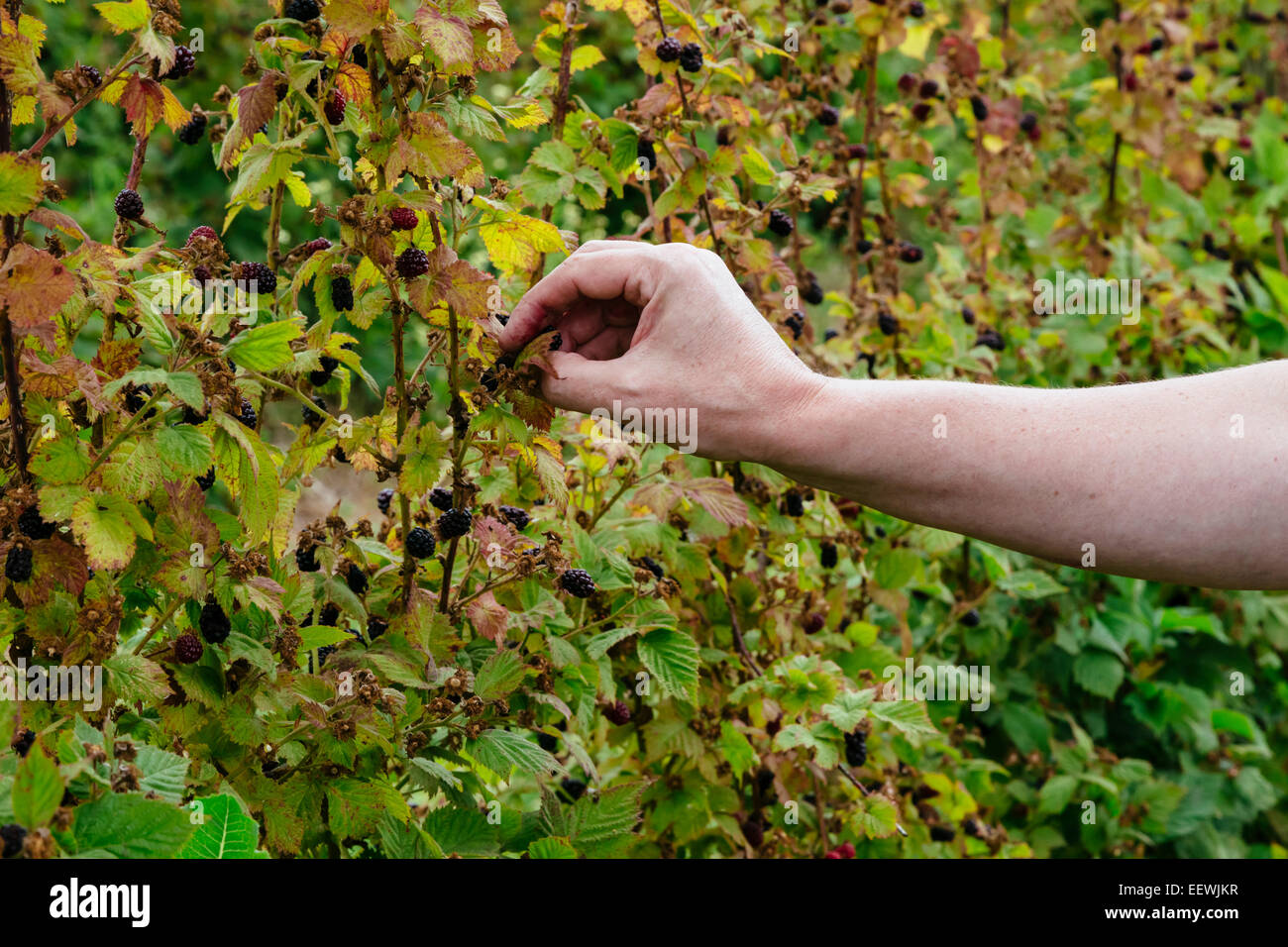 Nahaufnahme des Mannes Hand pflücken Brombeeren auf u-Pick-Hof in Silvan, Victoria, Australien Stockfoto