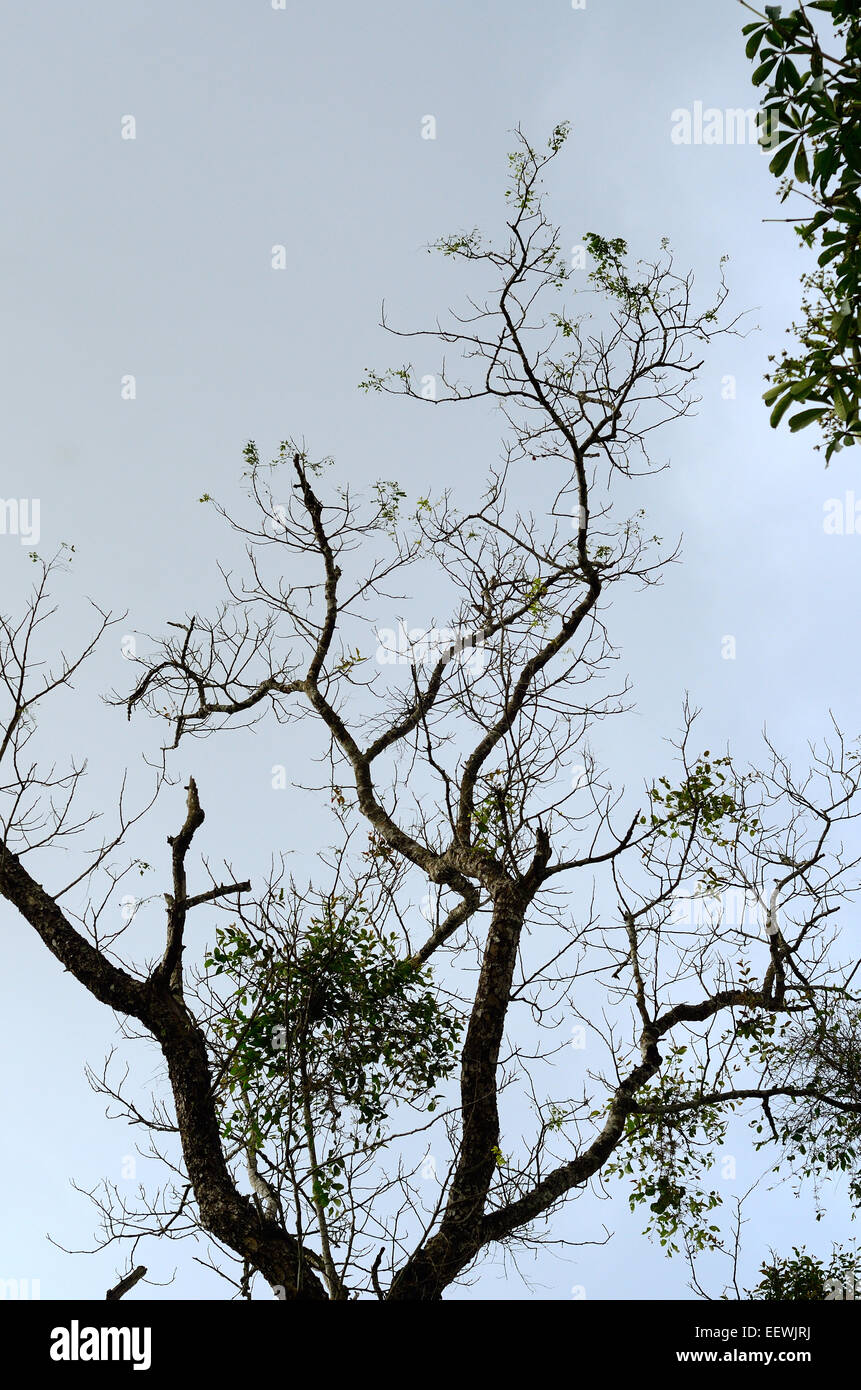 große und Alter Winter Baumstamm mit Himmelshintergrund Stockfoto
