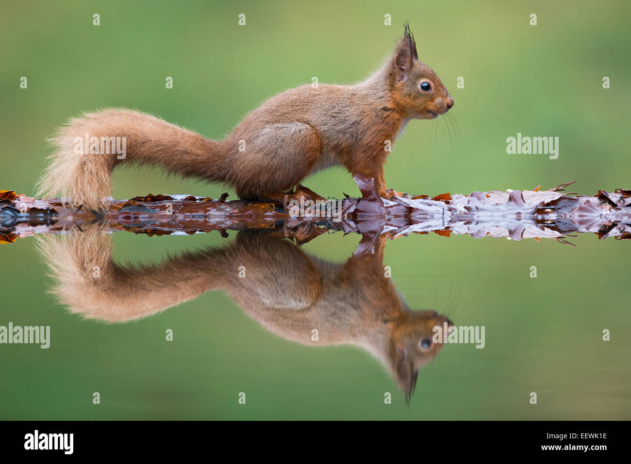 Eichhörnchen Sciurus Vulgaris an Reflexion Pool, Castle Douglas, Schottland, UK, Januar 2013. Stockfoto