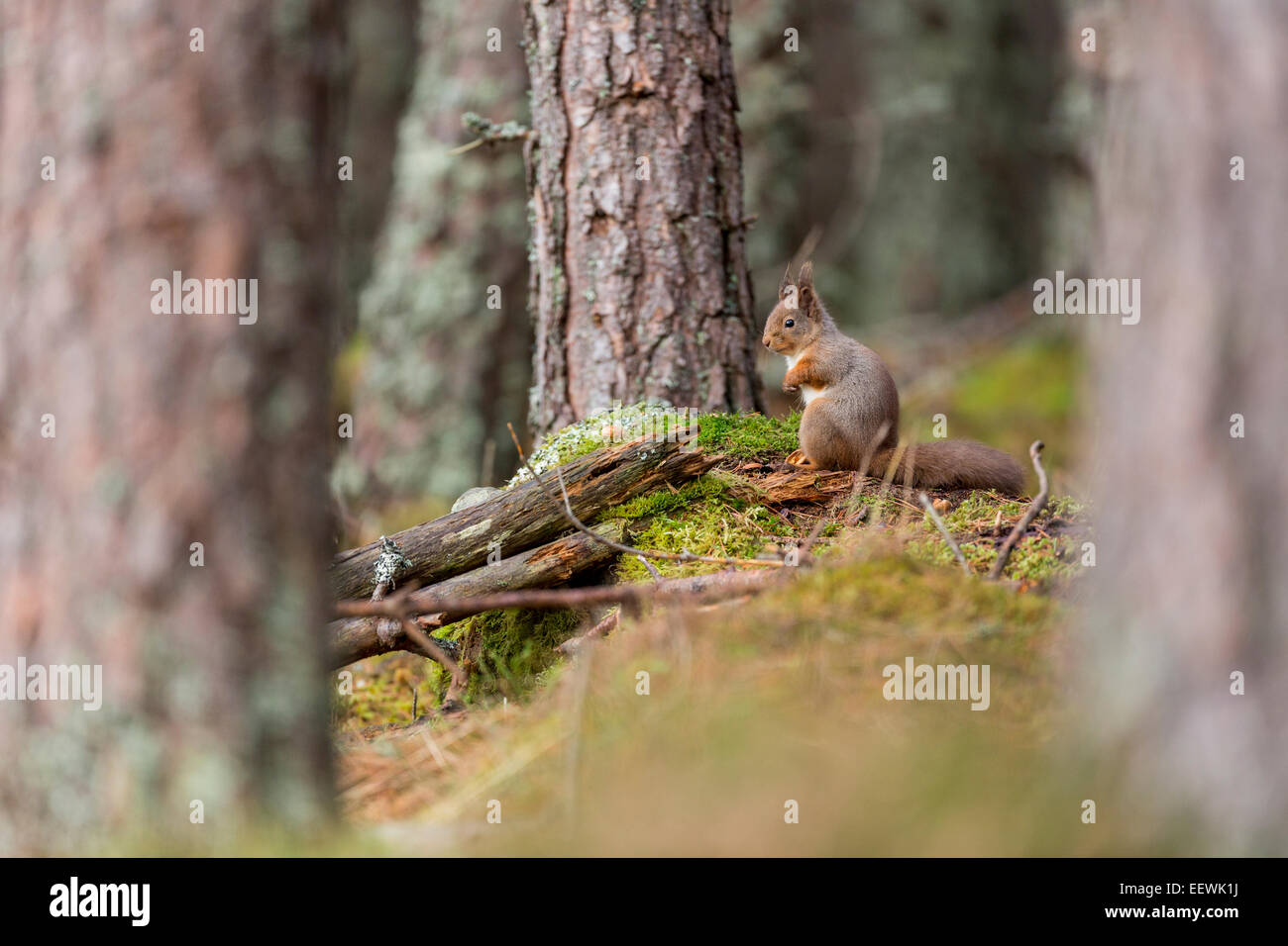 Eichhörnchen Sciurus Vulgaris im Pinien Wald, Cairngorms, Schottland, Januar 2013. Stockfoto