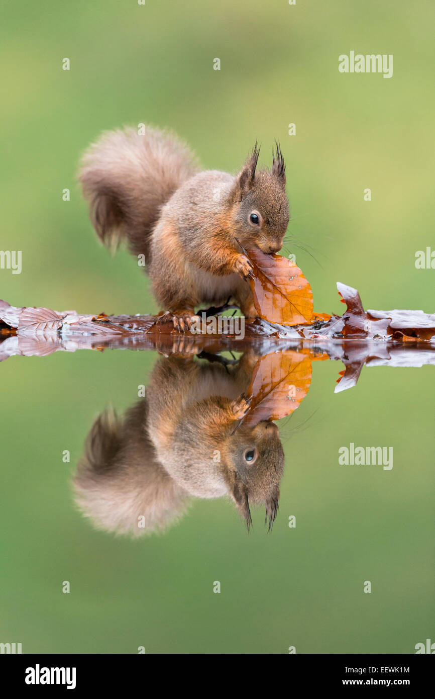 Eichhörnchen Sciurus Vulgaris mit Buche Blatt an Reflexion Pool, Castle Douglas, Schottland, UK, Januar 2013. Stockfoto