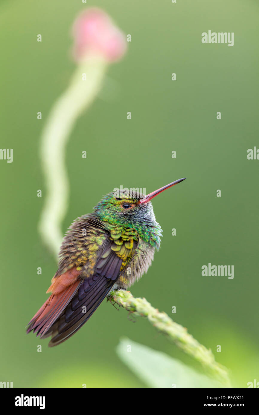 Rufoustailed Kolibri Amazilia Tzacati thront auf jamaikanische Vervain