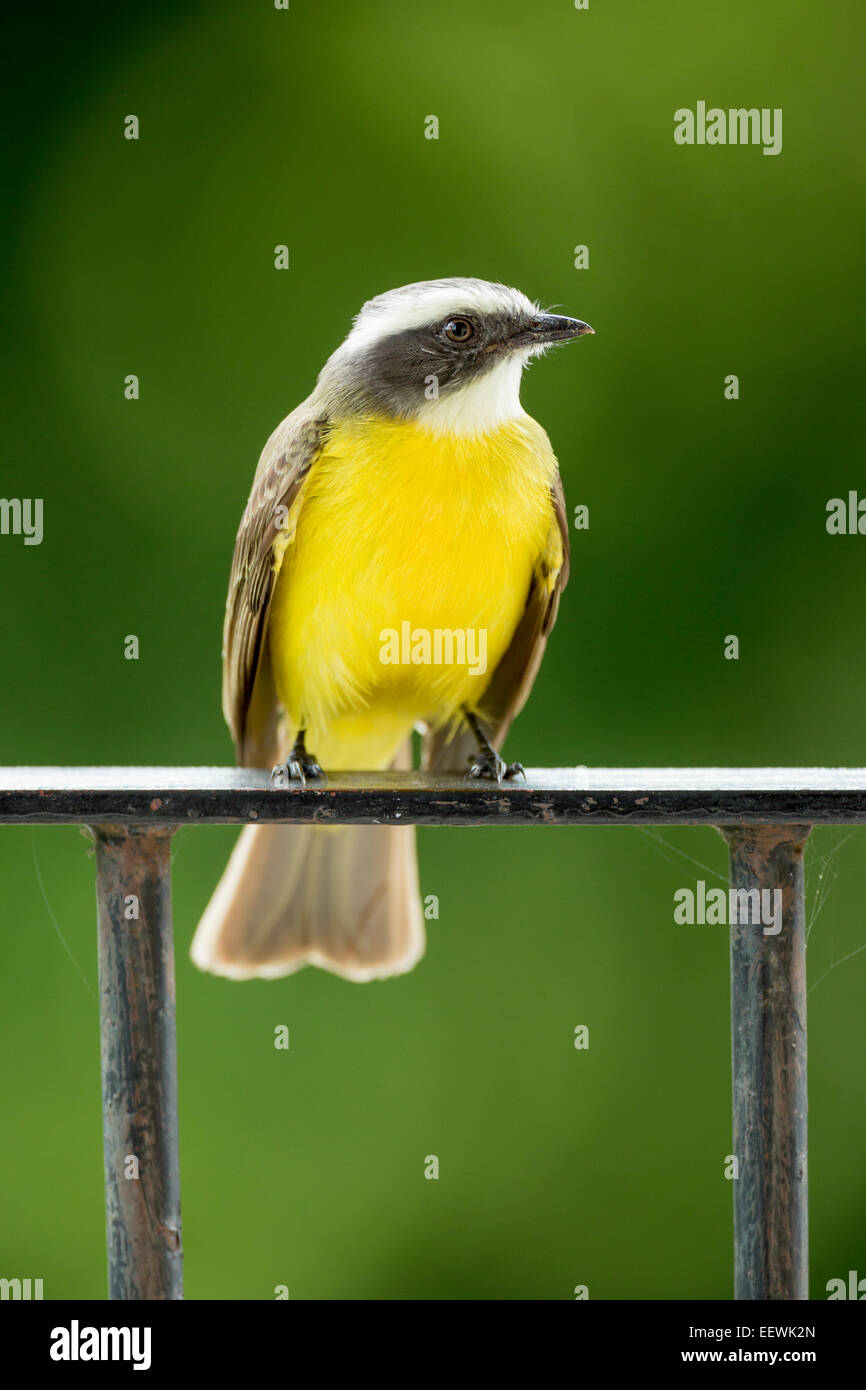 Soziale Flycatcher Myiozetetes Similis thront auf Geländer im La Fortuna, Arenal, Costa Rica, Februar 2014. Stockfoto