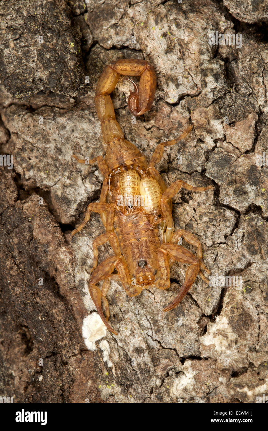 Buthidae Familie Scorpion auf einem Baumstamm in Phu Khieo Wildlife Sanctuary, Thailand. Stockfoto