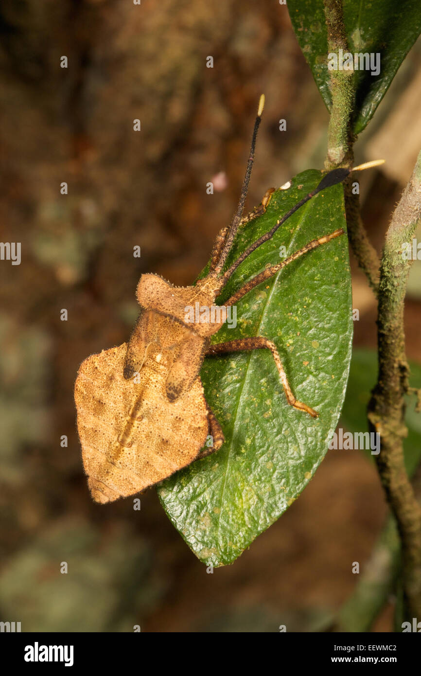 Coreidae SP. Insekt in Thailands Nam Nao Nationalpark. Stockfoto