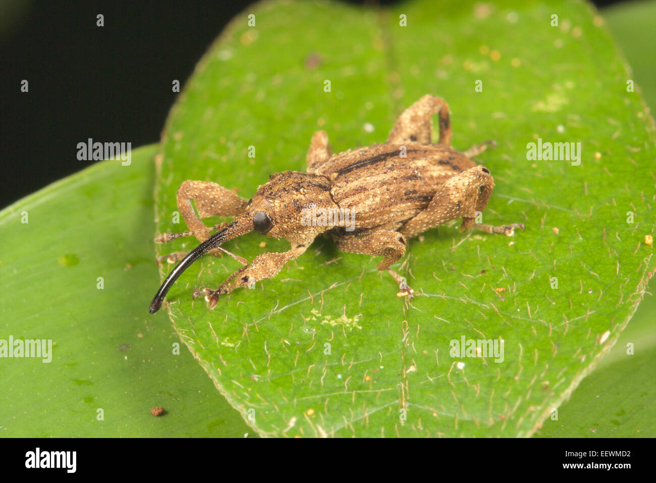 Rüsselkäfer Curculionidae. Phu Khieo Wildlife Sanctuary, Thailand. Stockfoto