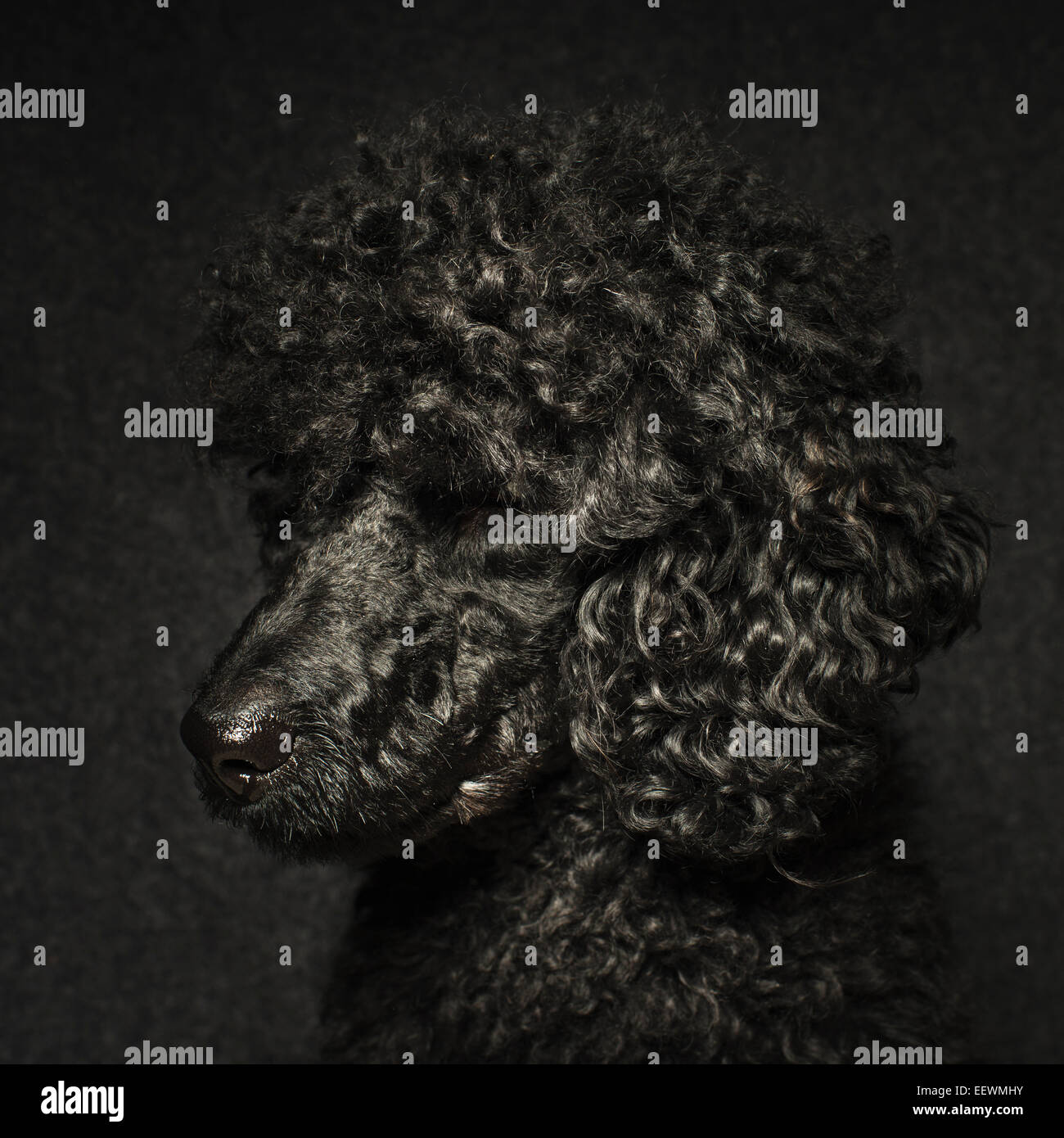 Porträt des schwarzen Pudel blickte. Stockfoto