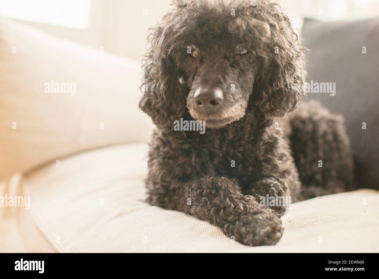 Schwarzer Pudel hinlegen und Ausruhen auf weißen Sofa in hellem Wohnzimmer. Stockfoto