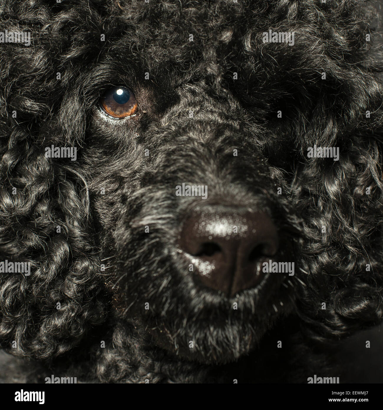 Porträt des schwarzen Pudel Blick in die Kamera. Stockfoto