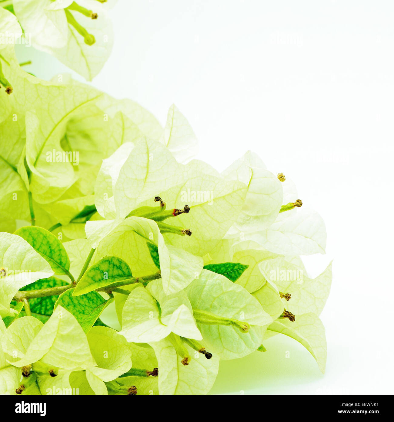 Bougainvillea-Tropenblume in grüner Farbe auf blauem Hintergrund isoliert Stockfoto