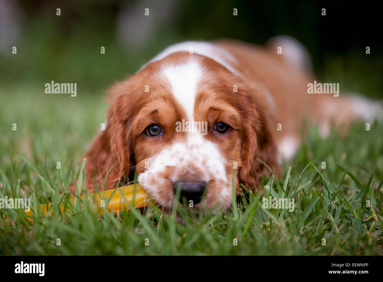 Welsh Springer Spaniel auf einen Kautschuk Knochen kauen. Stockfoto