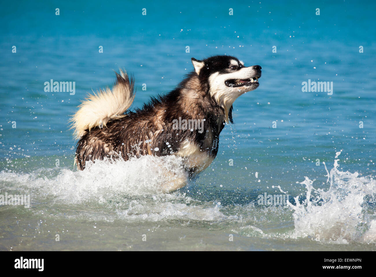 Alaskan Malamute Hund springen durch die Brandung. Stockfoto