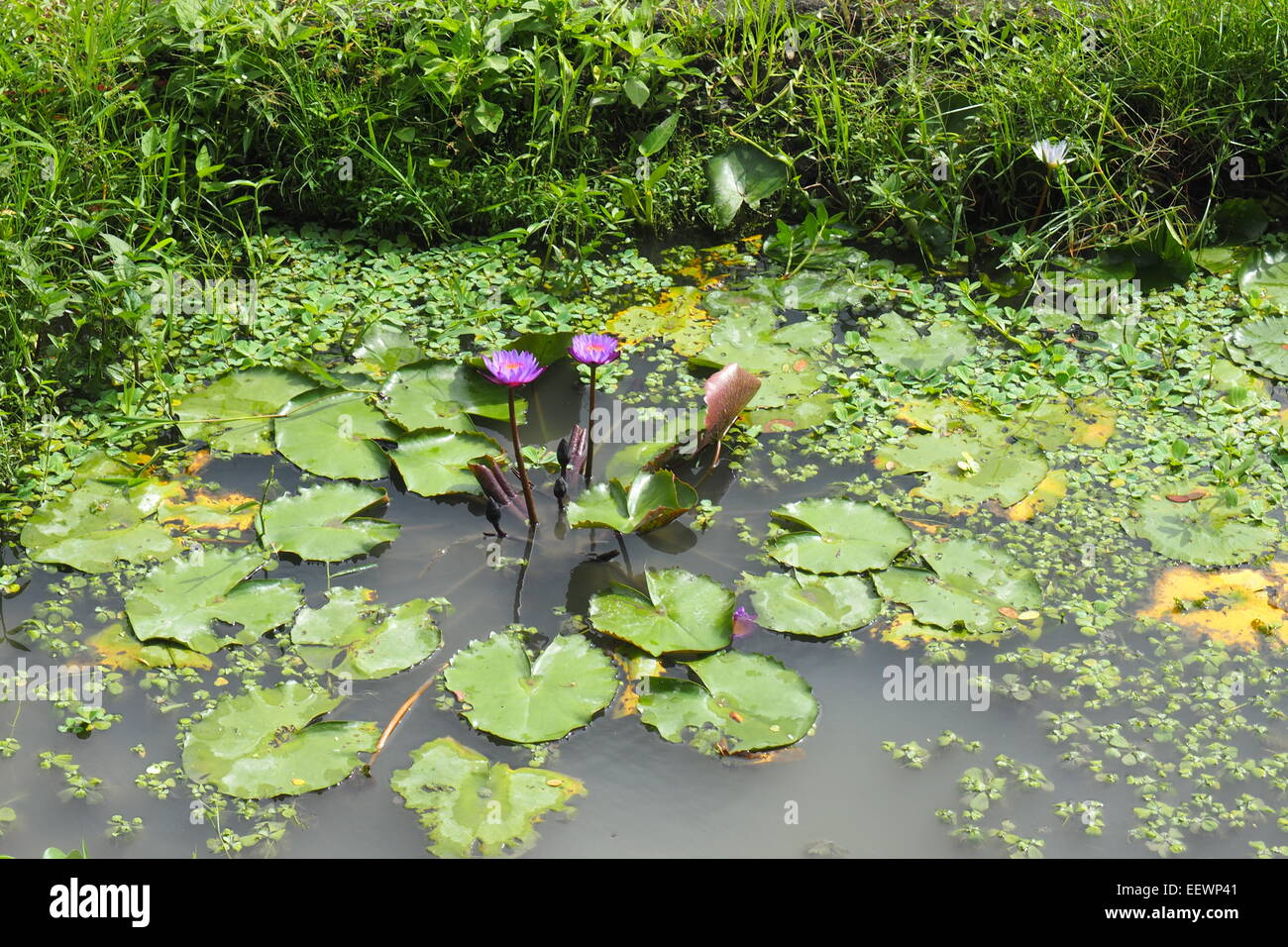 Lotus lilie Fotos und Bildmaterial in hoher Auflösung Alamy