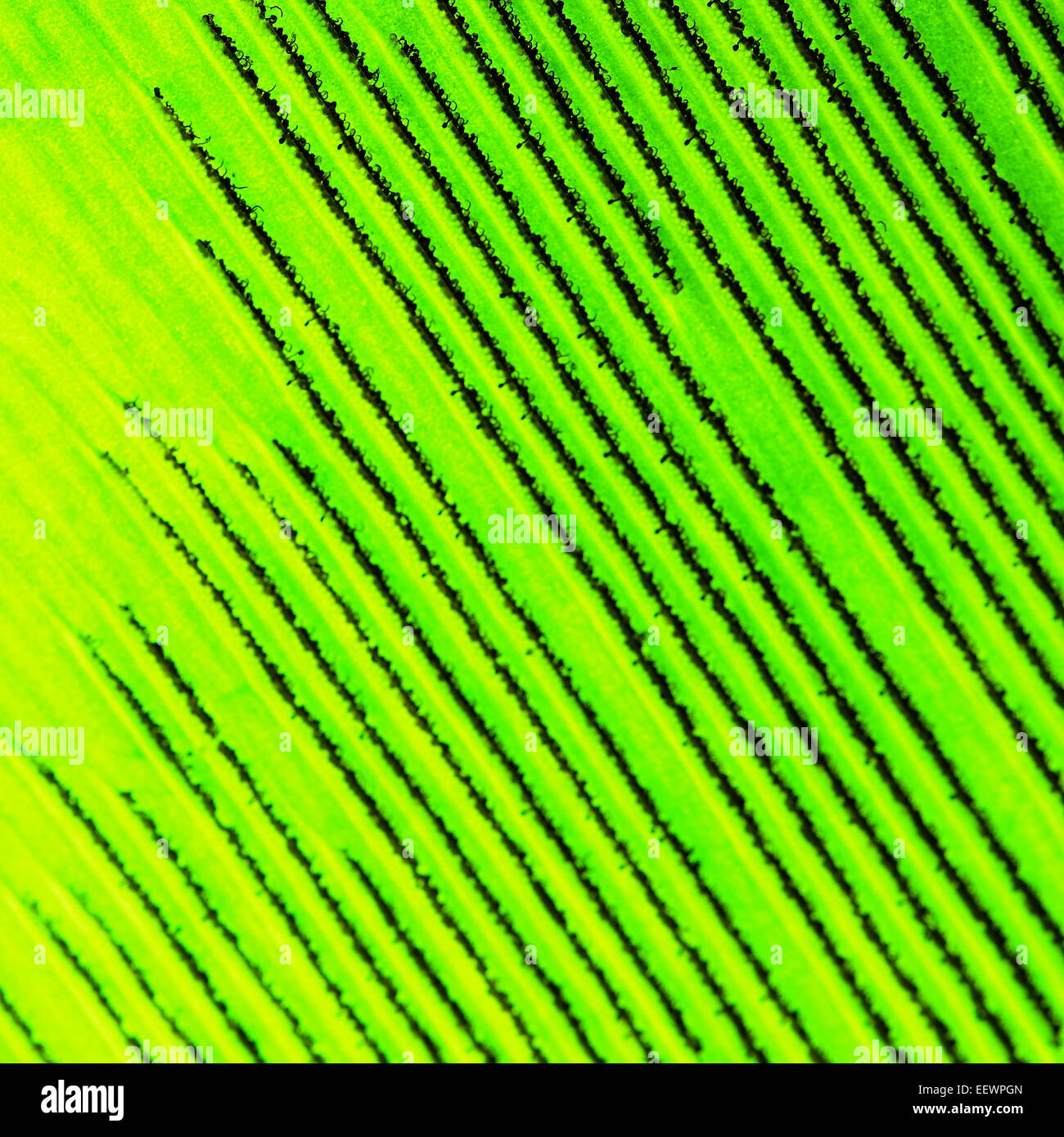 Grünes Blatt abstrakten Hintergrundtextur Stockfoto