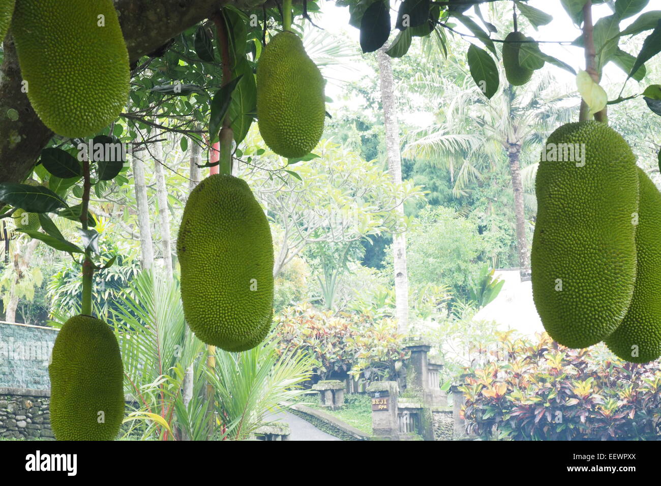 Jackfrüchte hängen von ihren Baum in einem Garten in Ubud, Bali. Stockfoto