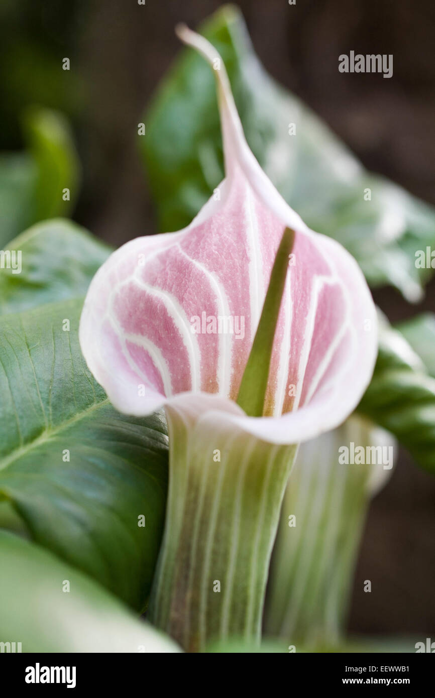 ARISAEMA CANDIDISSIMUM Stockfoto