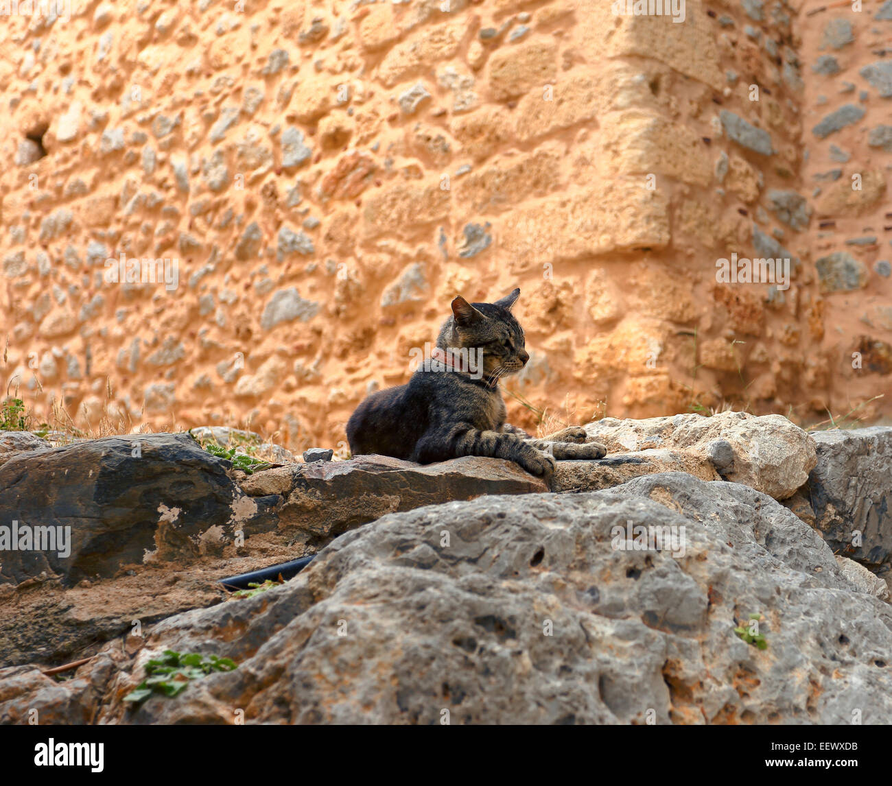 Katze Layling in Steinen Stockfoto