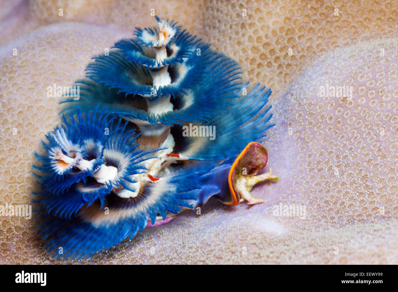 Blue Christmas-Tree-Wurm, Spirobranchus Giganteus, Kai-Inseln, Molukken, Indonesien Stockfoto