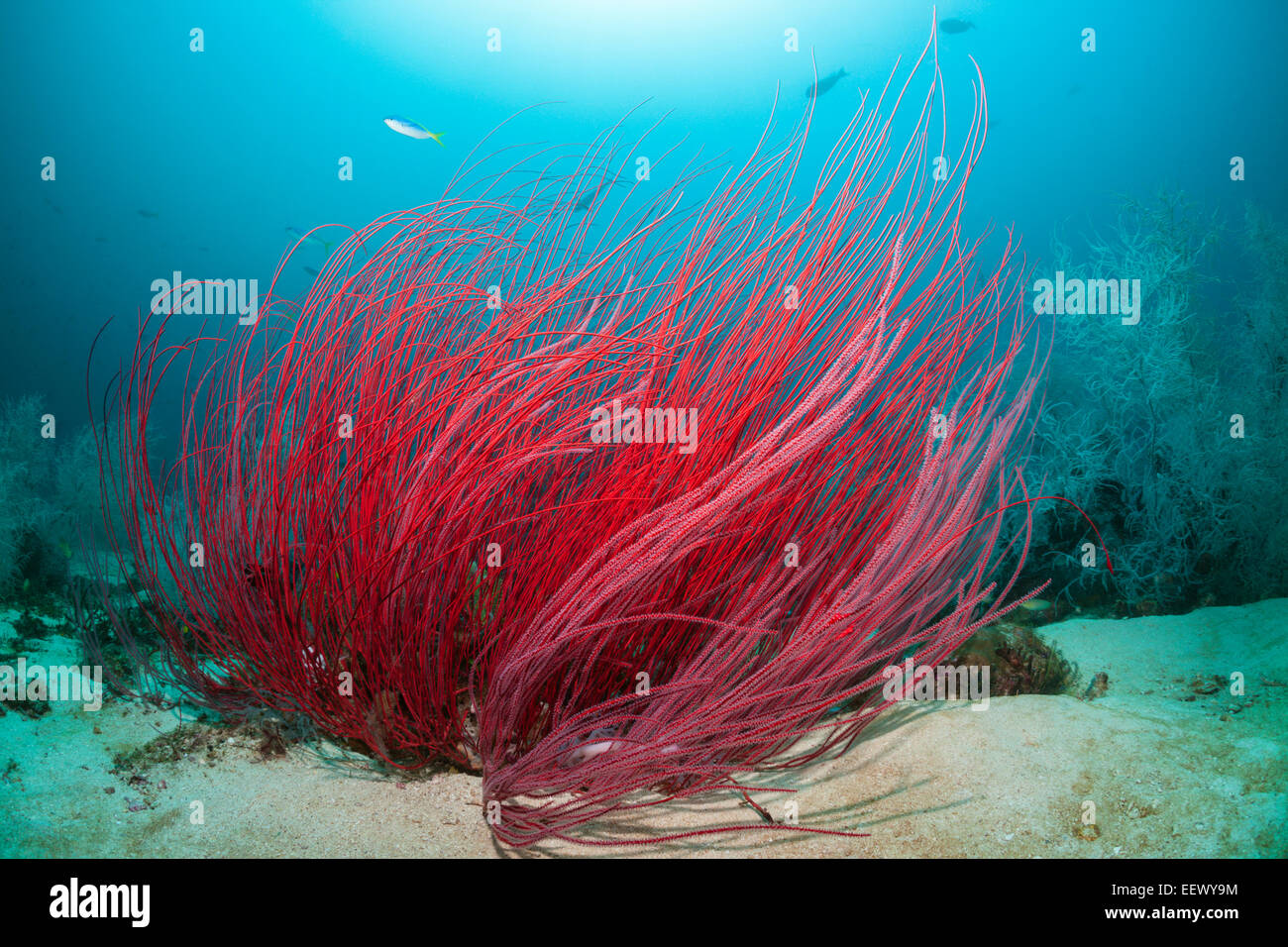 Red Sea Whip Coral, Ellisella Ceratophyta Triton Bay, West Papua, Indonesien Stockfoto