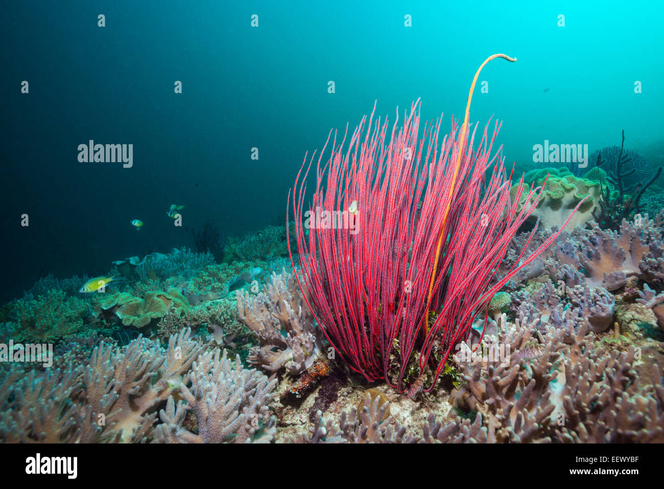Red Sea Whip Coral, Ellisella Ceratophyta, Tanimbar-Inseln, Molukken, Indonesien Stockfoto