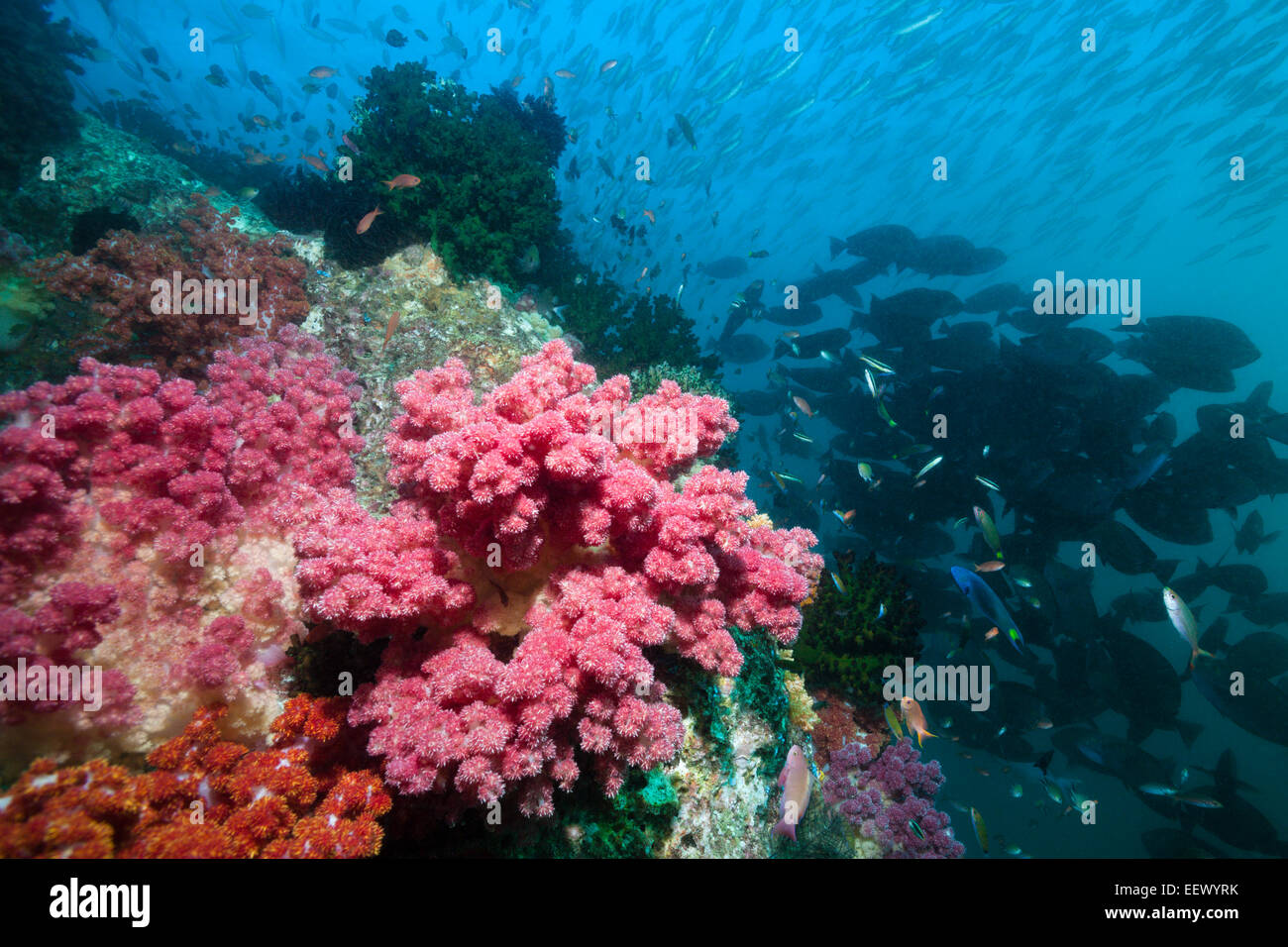 Riff von Weichkorallen, Dendronephthya SP., Triton Bay, West Papua, Indonesien Stockfoto