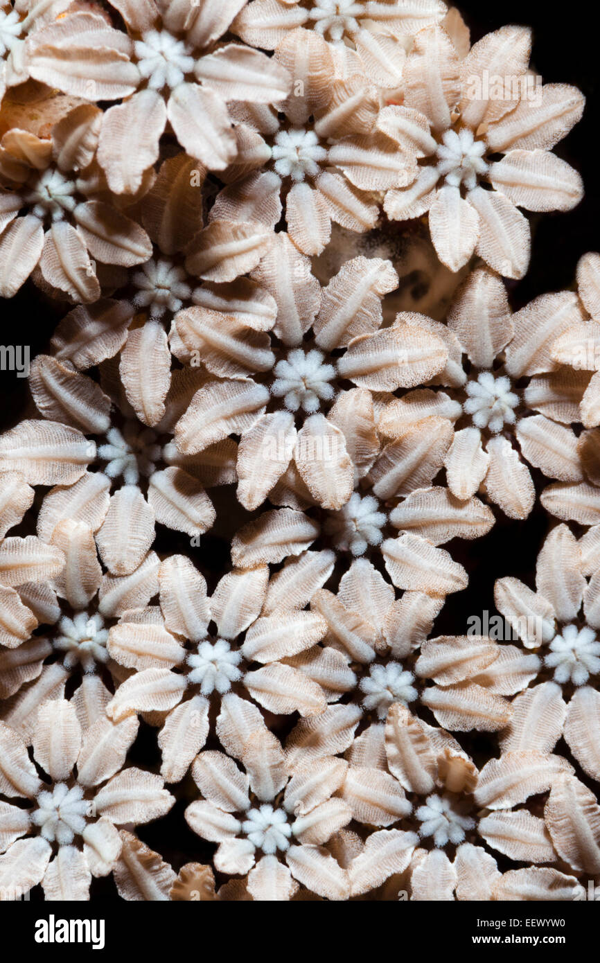 Polypen des Organ Pipe Coral Tubipora Musica, Triton Bay, West Papua, Indonesien Stockfoto