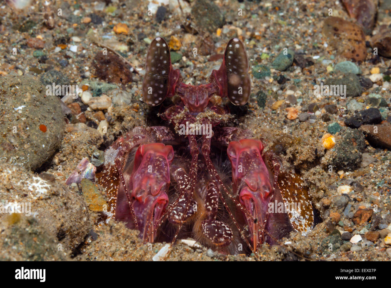 Fangschreckenkrebse, durchbohren Lysiosquillina SP., Ambon, Molukken, Indonesien Stockfoto