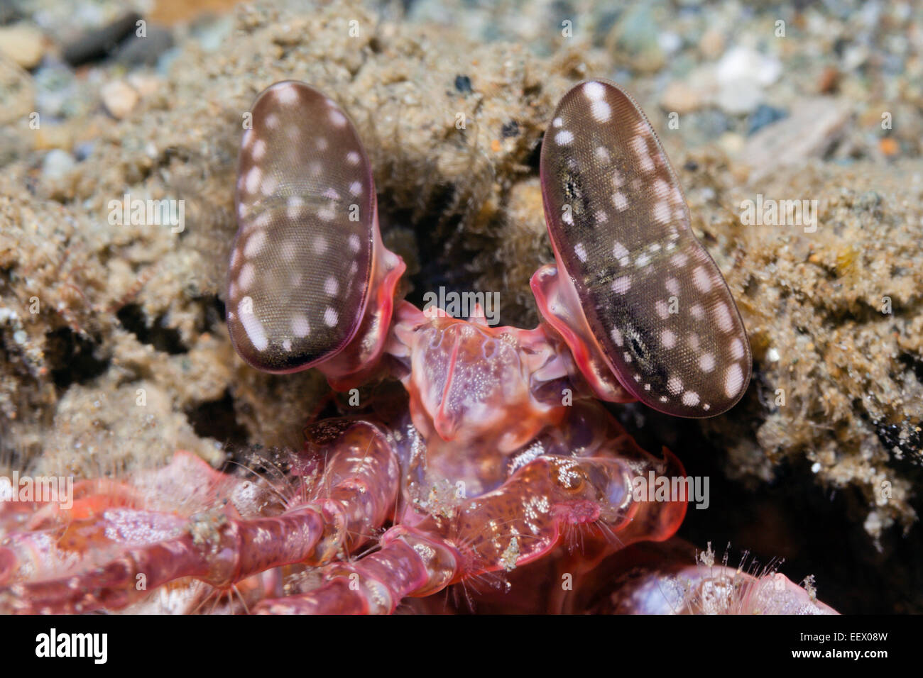 Facettenaugen von durchbohren Fangschreckenkrebse, Lysiosquillina SP., Ambon, Molukken, Indonesien Stockfoto