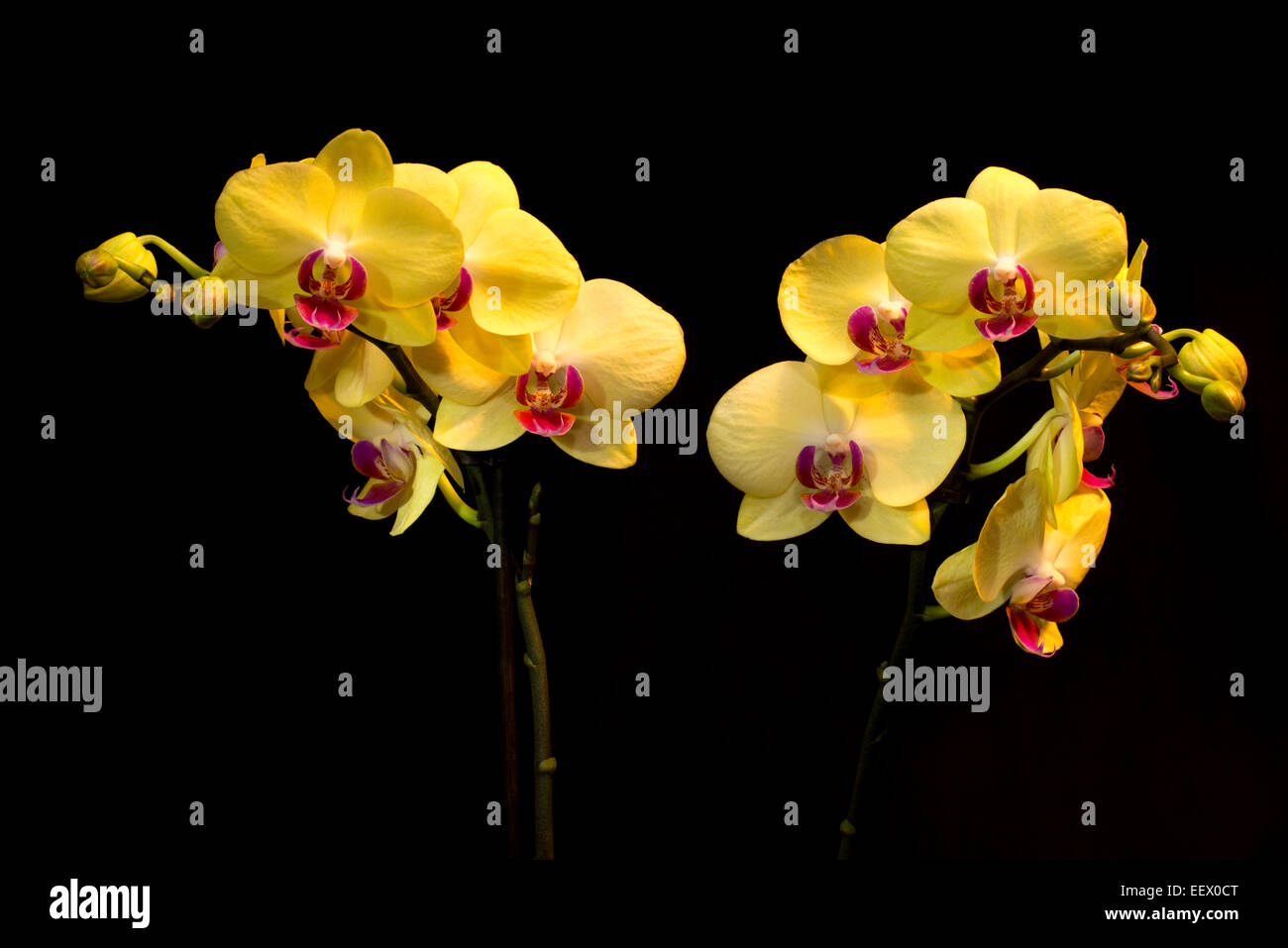 Schöne gelbe Orchidee auf schwarz Stockfoto