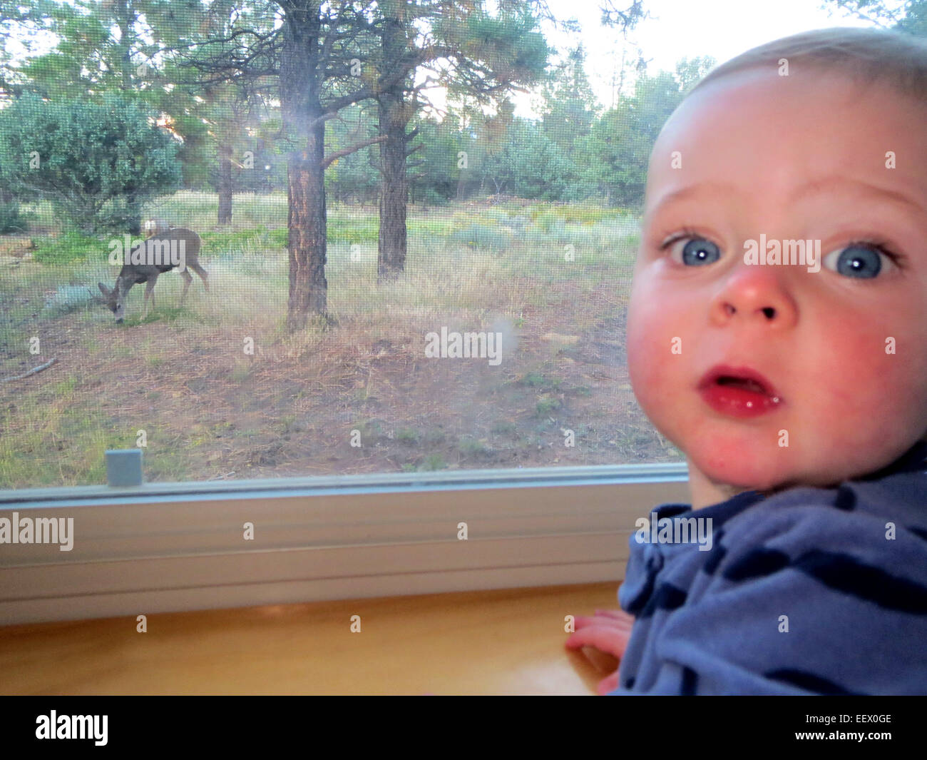 Eben Brittain Blick auf einem Maultier-Rotwild in Ridgway Colorado.  15 Monate alt. Stockfoto