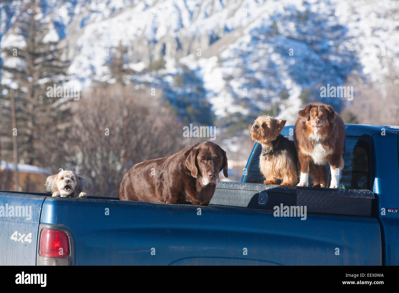 Hunde warten auf ihre Besitzer in Ridgeway, Colorado. Stockfoto