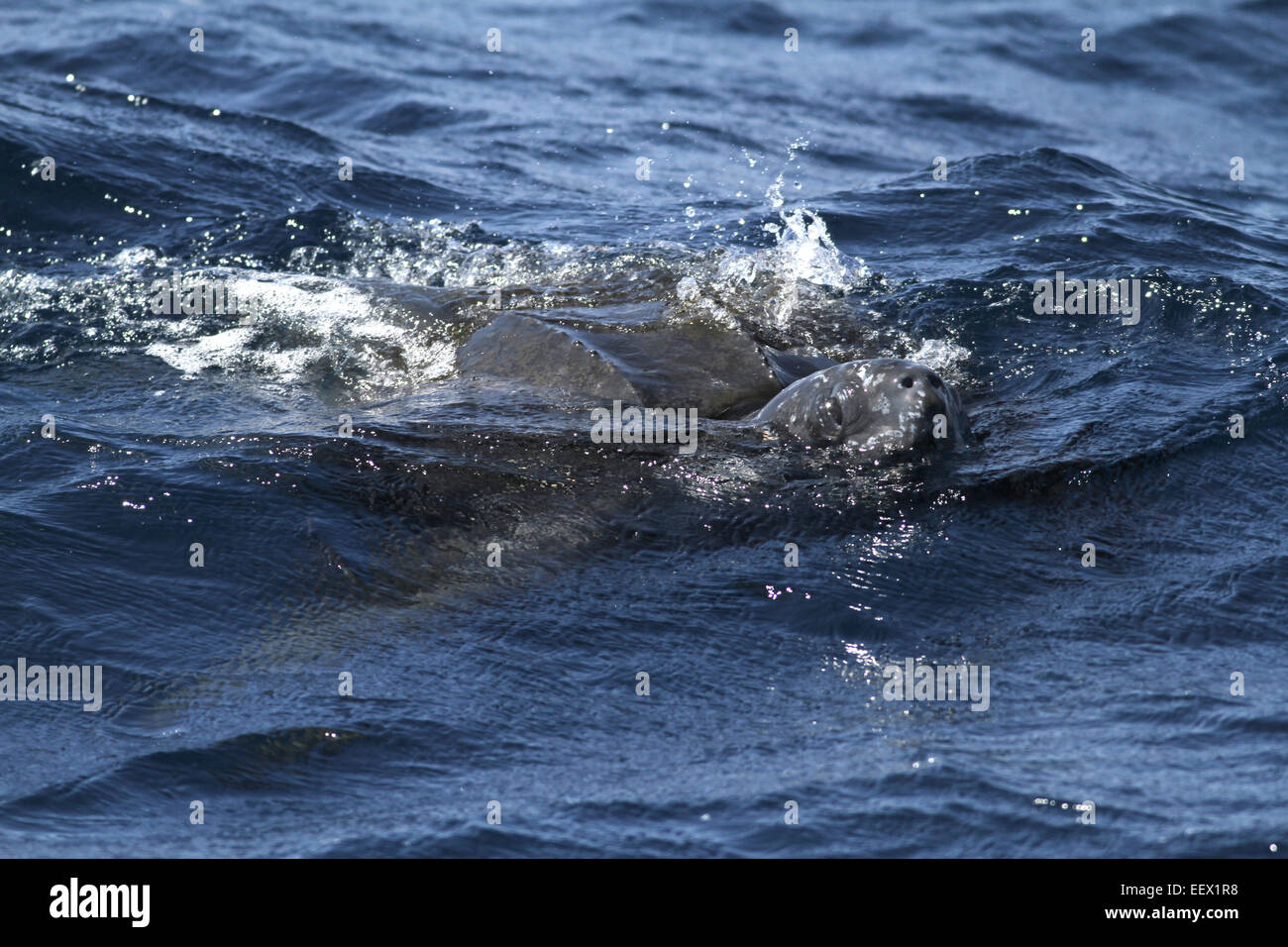 Lederschildkröte - Dermochelys coriacea Stockfoto