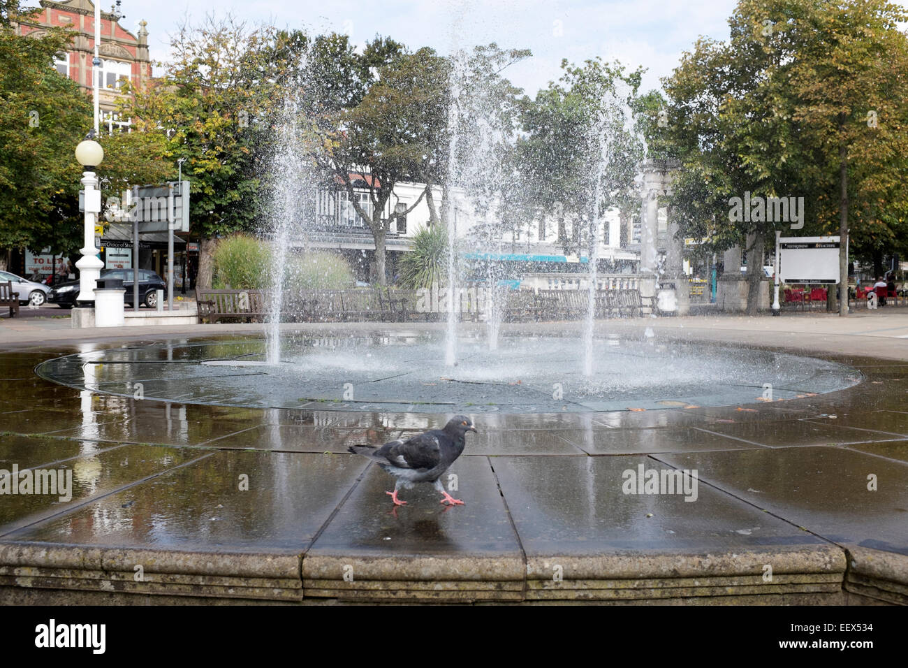 Taube-Walking vor öffentlichen Brunnen Stockfoto