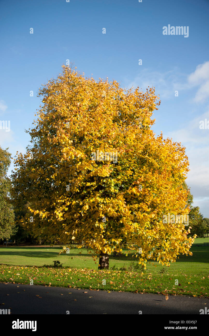 Großen Baum Herbst Farben gelb-braun-Orange fallen Stockfoto