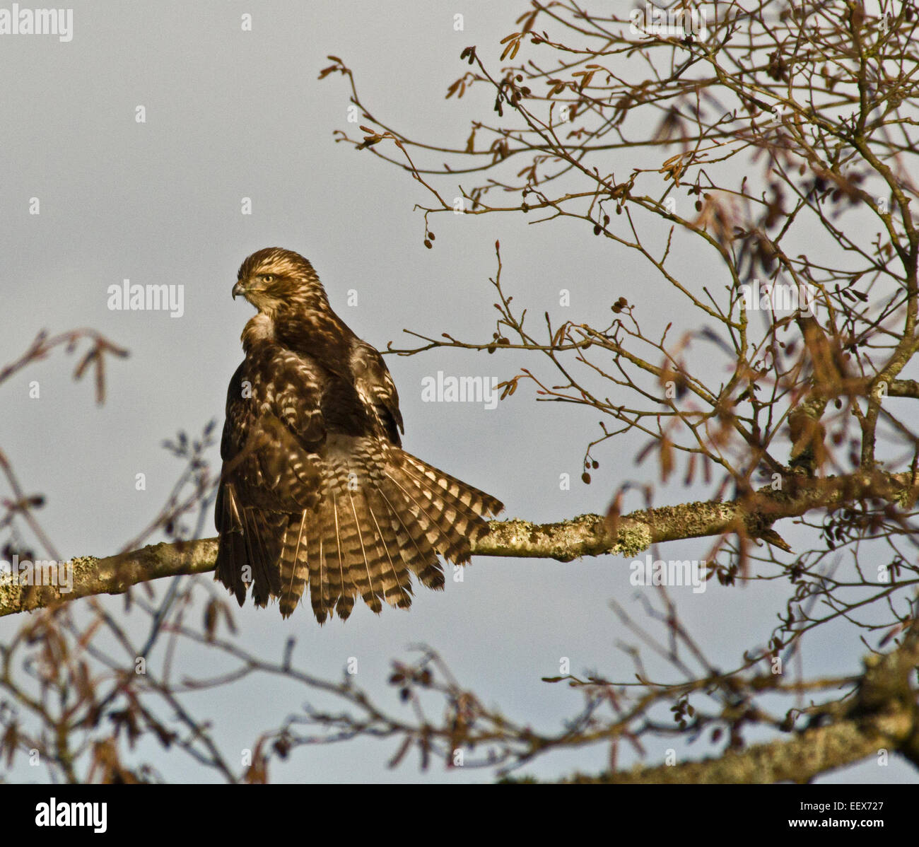 rot - angebundener Falke, Buteo jamaicensis Stockfoto