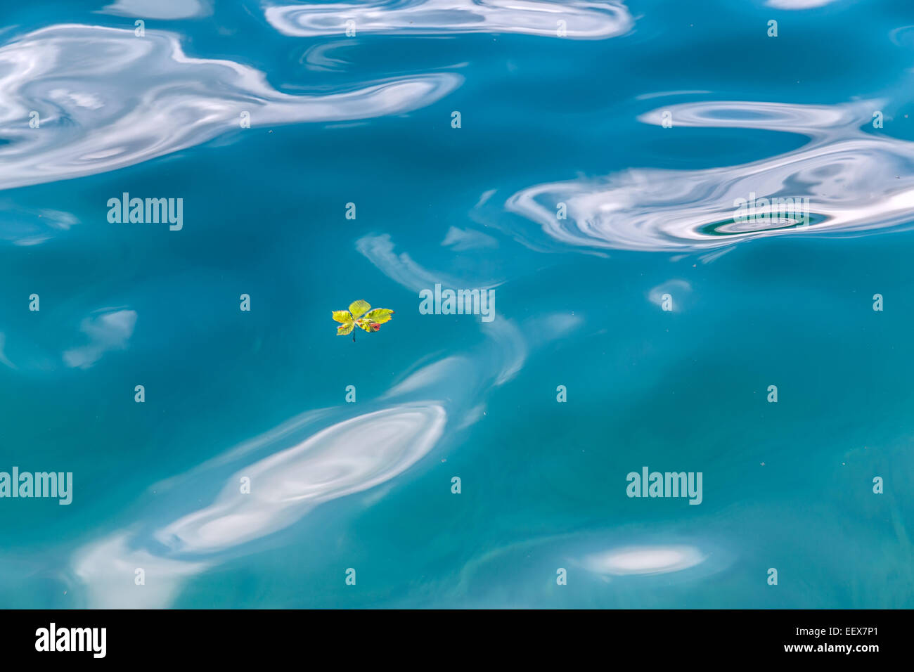 Grüne Blatt auf dem Wasser schwimmen Stockfoto