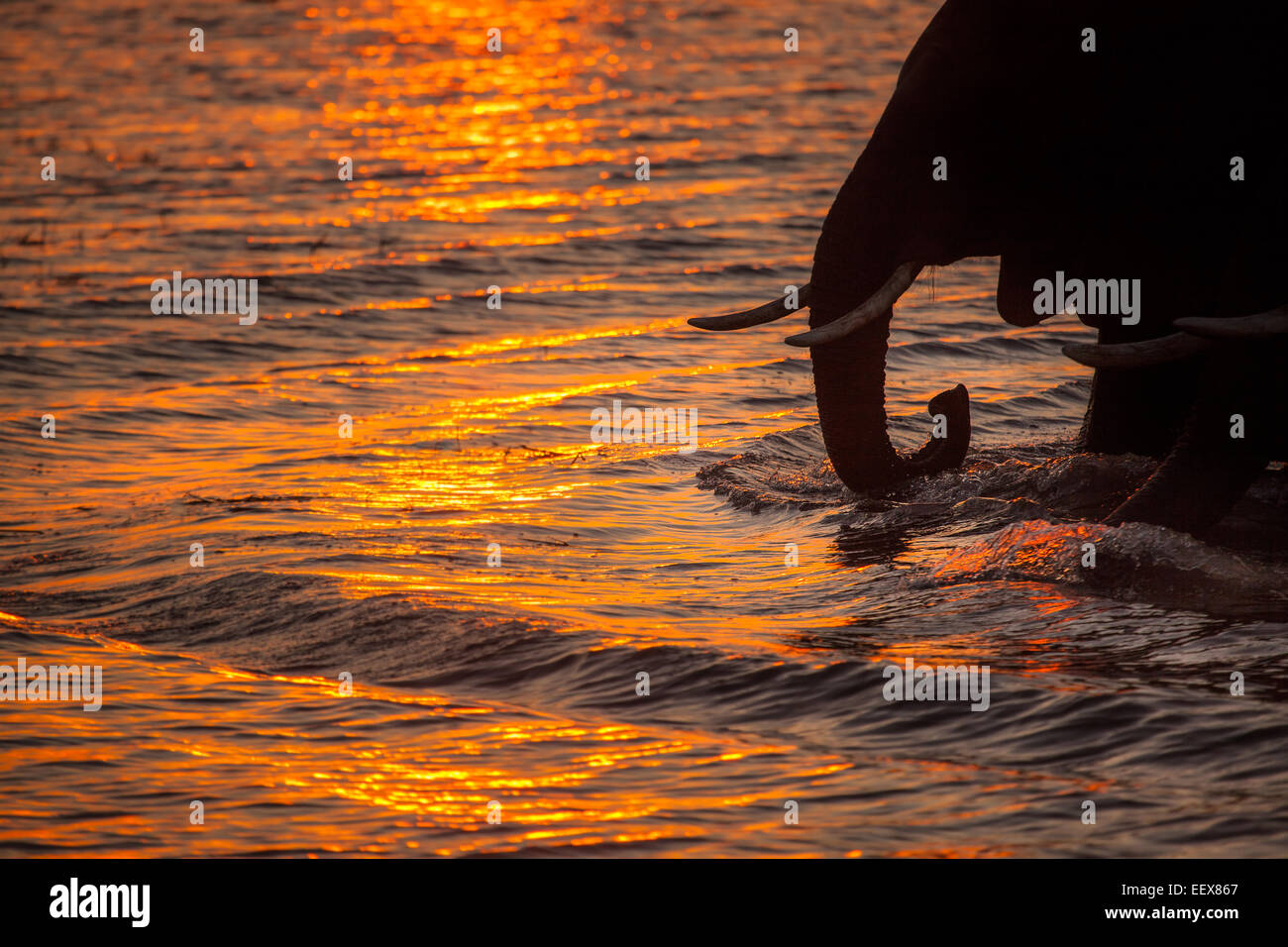 Afrikanischer Elefant Stockfoto