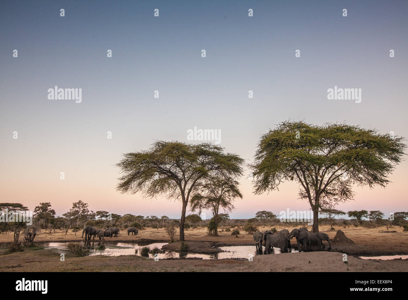 Afrikanischer Elefant Stockfoto
