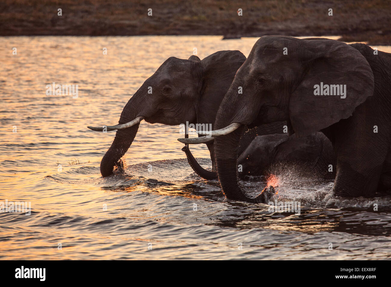 Afrikanischer Elefant Stockfoto