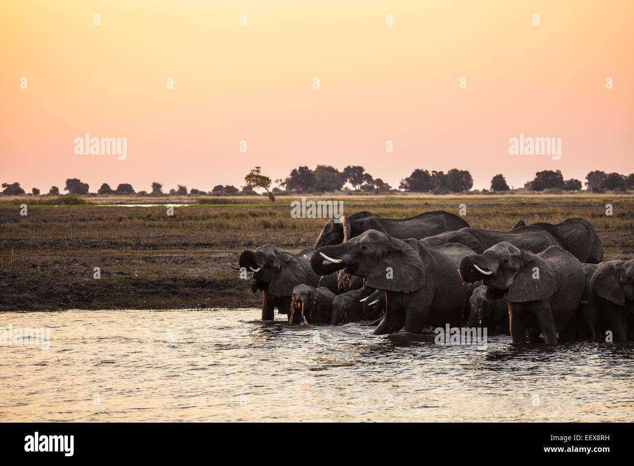 Afrikanischer Elefant Stockfoto