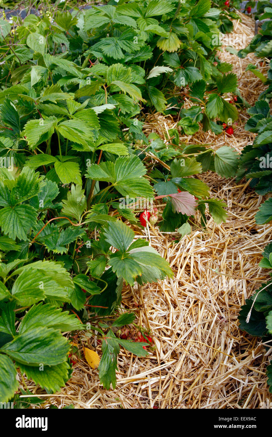 Erdbeere - Fragaria "Gariguette" mit Stroh Mulch gewachsen Stockfoto