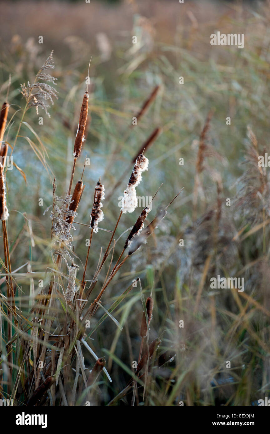 Feuchtgebiet Szene beleuchtet Sonnenuntergang Binsen unter Süßwasser sumpfigen Vegetation. Stockfoto