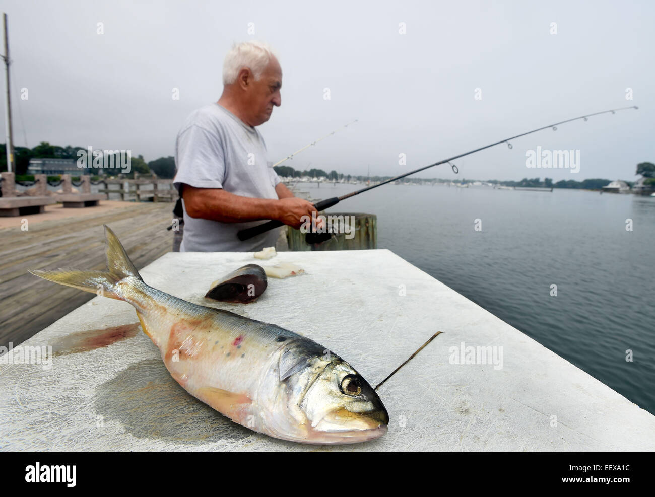 Salvatore Pisceitelli von Branford fischt Branford Zeitpunkt frühen Dienstagnachmittag. Pisceitelli fischte für Bluefish, mit Stücken von Bunker, im Vordergrund.  15. Juli 2014. CT-USA Stockfoto