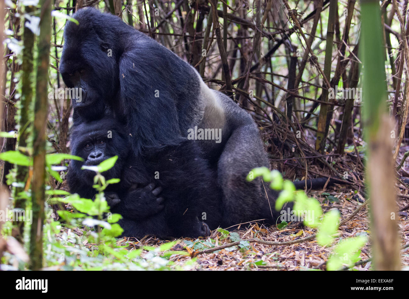 Paarung Gorilla Agashya Familie im Vulkan-Nationalpark, Ruanda Stockfoto