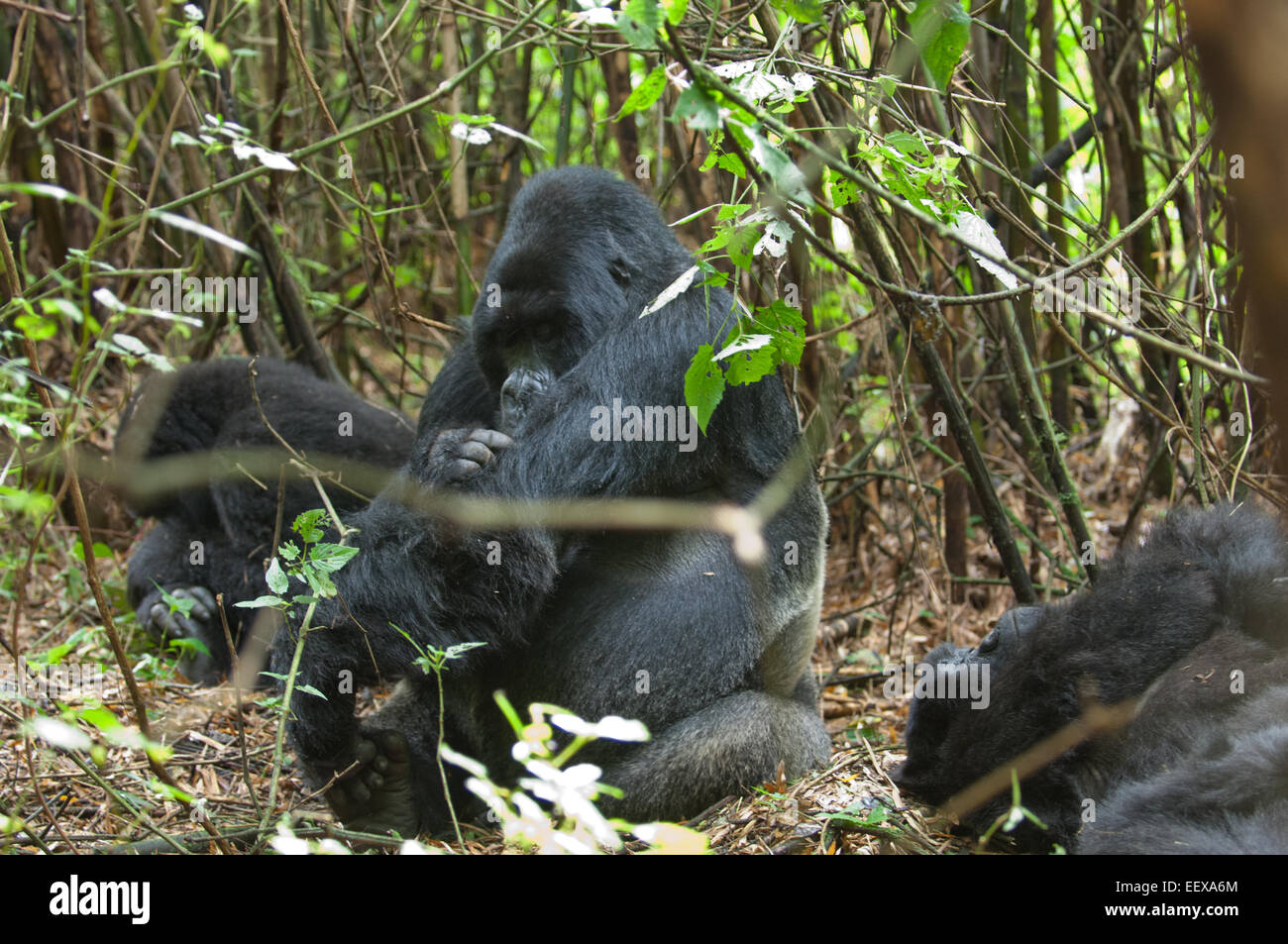 Gorilla Agashya Familie im Vulkan-Nationalpark, Ruanda Stockfoto